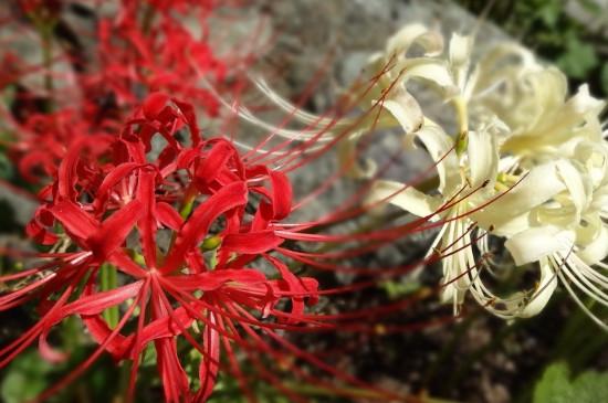 彼岸花花语是什么意思_https://www.86362.com_花语_第2张