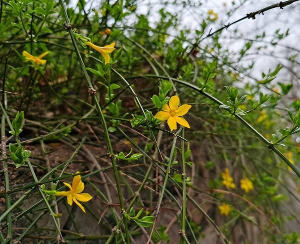 迎春花怎么种植_https://www.86362.com_花卉_第1张