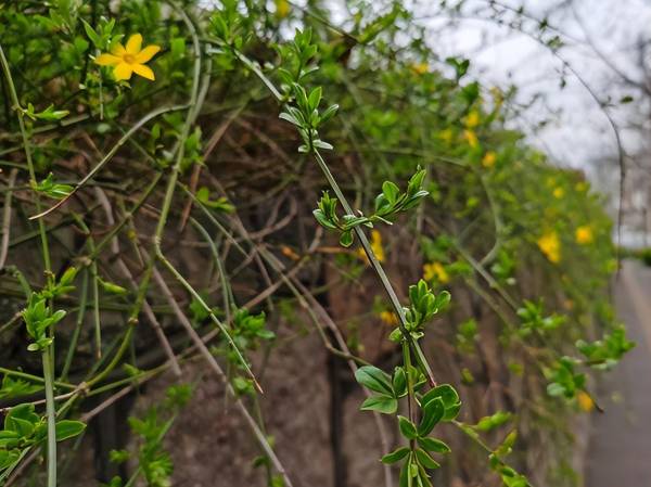 迎春花怎么种植_https://www.86362.com_花卉_第2张