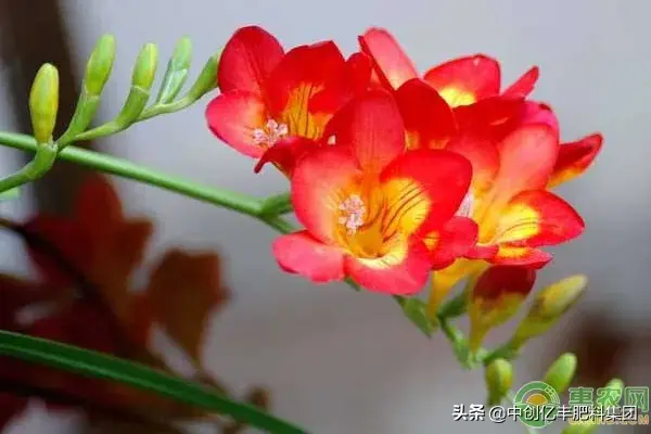 香雪兰什么时候种植最好_https://www.86362.com_花卉_第1张