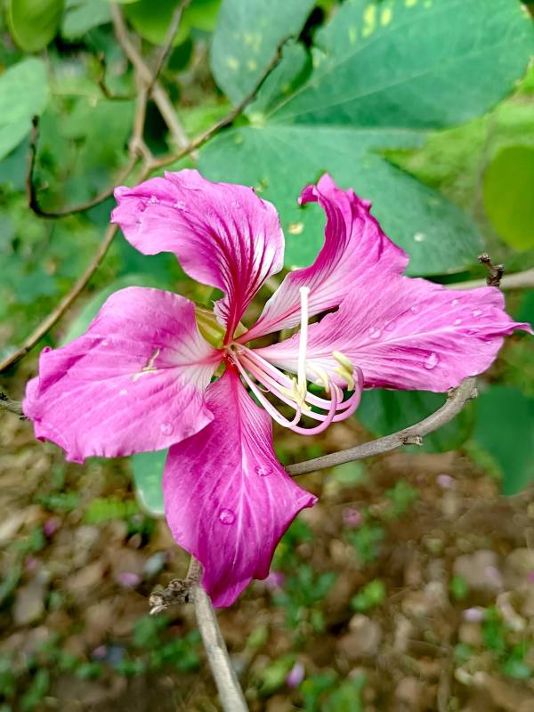 紫荆花的含义是什么_https://www.86362.com_花语_第1张