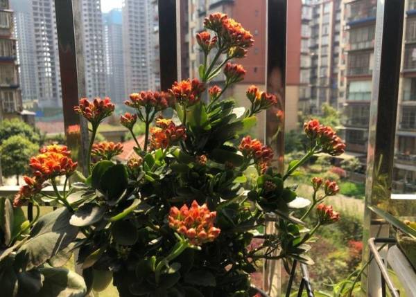 长寿花怎么养才开花_https://www.86362.com_花卉_第4张