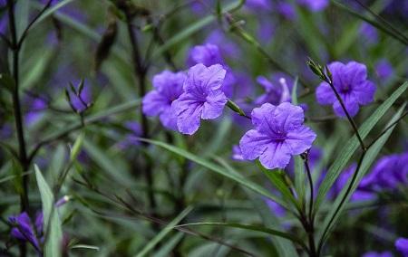 蓝花草的特点是什么_https://www.86362.com_花卉_第2张