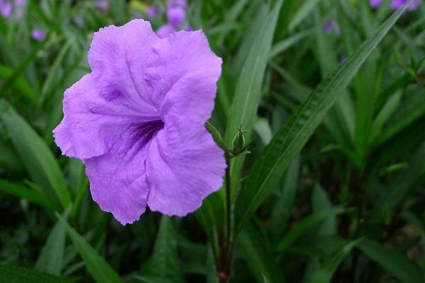 蓝花草的特点是什么_https://www.86362.com_花卉_第4张