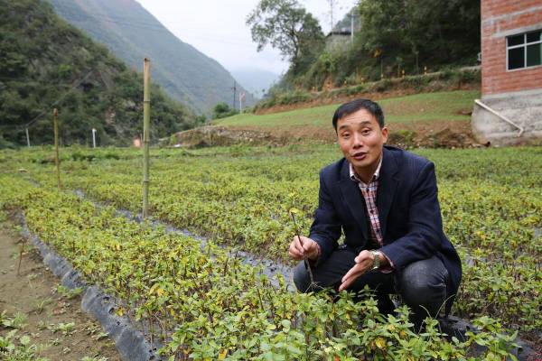 金银花如何种植_https://www.86362.com_花卉_第4张