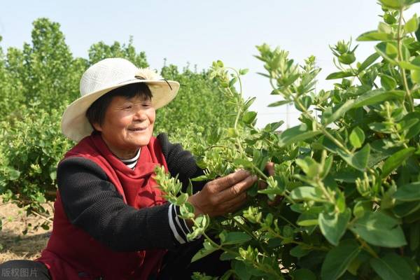 金银花如何种植_https://www.86362.com_花卉_第6张