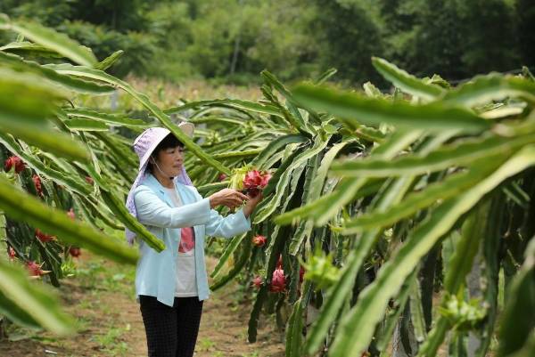 火龙果怎么修剪才结果_https://www.86362.com_花卉_第6张