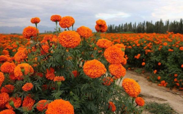 万寿菊花语是什么意思