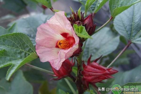 洛神花怎么种植长的好_https://www.86362.com_花卉_第1张