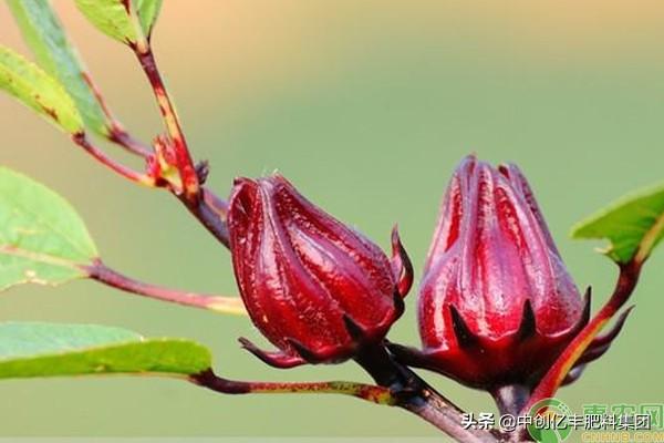 洛神花怎么种植长的好_https://www.86362.com_花卉_第3张