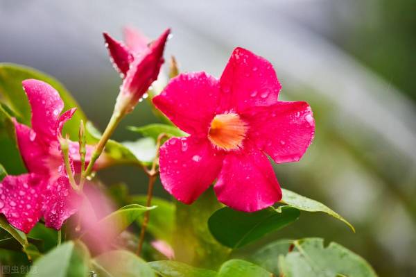 飘香藤怎么养才开花_https://www.86362.com_花卉_第2张