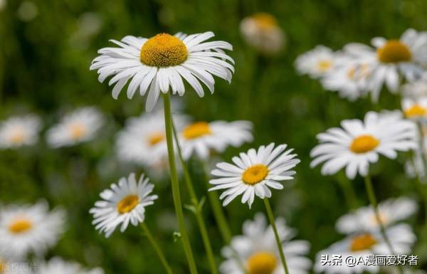 怎么分辨雏菊和洋甘菊_https://www.86362.com_花卉_第2张