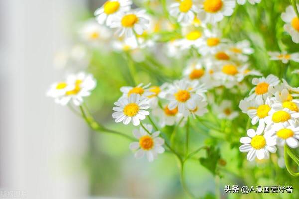 怎么分辨雏菊和洋甘菊_https://www.86362.com_花卉_第4张