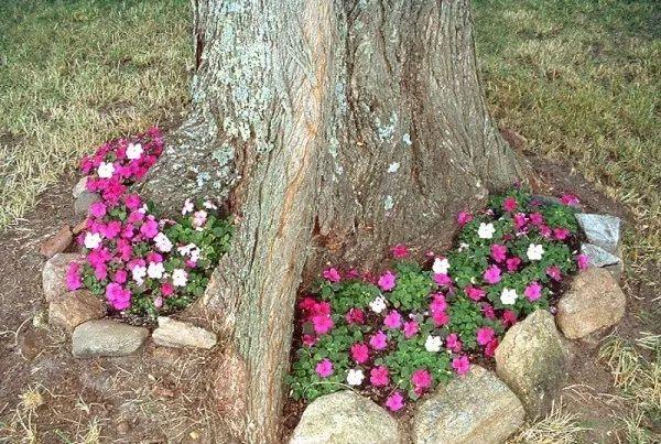 凤仙花如何繁殖和扦插_https://www.86362.com_花卉_第2张