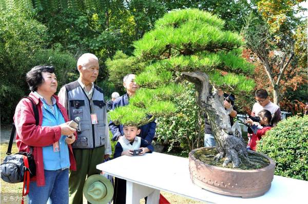 黑松盆景怎么种植_https://www.86362.com_花卉_第2张