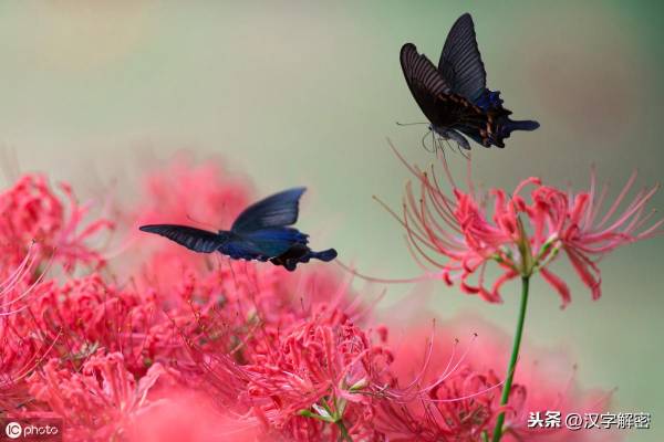 漫珠沙华的图片和花语_https://www.86362.com_花语_第2张