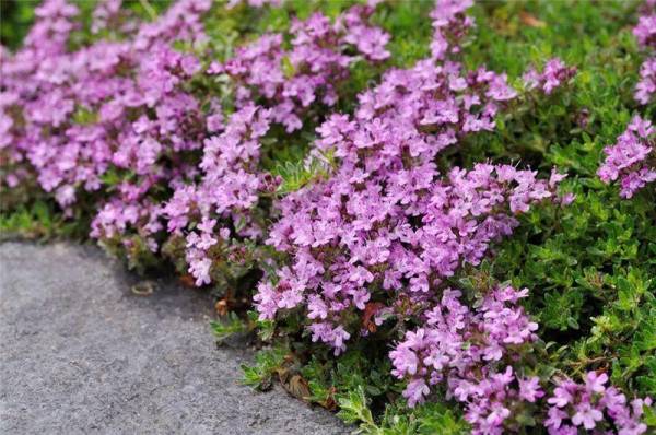 百里香花语是什么_https://www.86362.com_花语_第1张