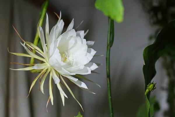 昙花几月份开花最好_https://www.86362.com_花卉_第6张