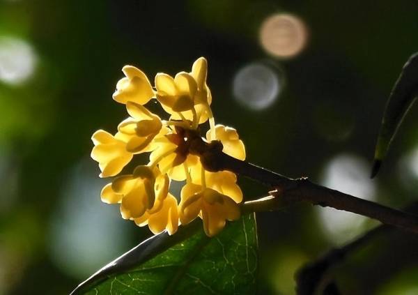 桂花什么时候开放季节最好_https://www.86362.com_花卉_第5张