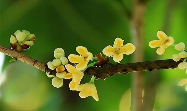 桂花什么时候开放季节最好_https://www.86362.com_花卉_第9张