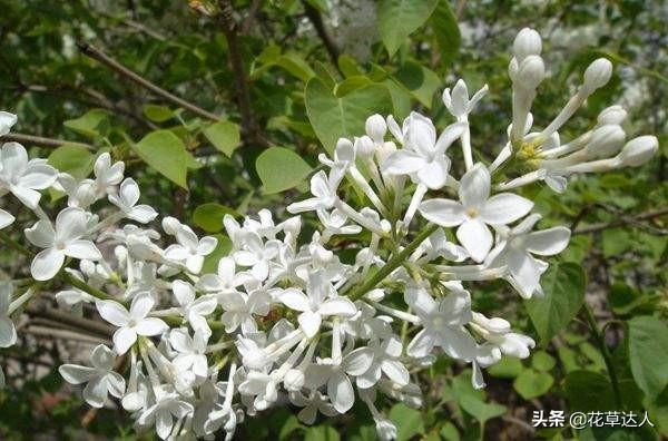 丁香花是什么颜色的_https://www.86362.com_花语_第1张