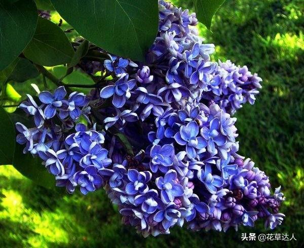 丁香花是什么颜色的_https://www.86362.com_花语_第3张