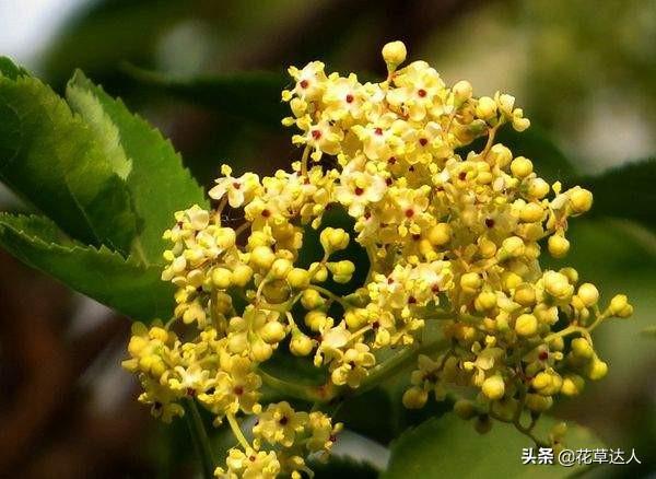 丁香花是什么颜色的_https://www.86362.com_花语_第4张