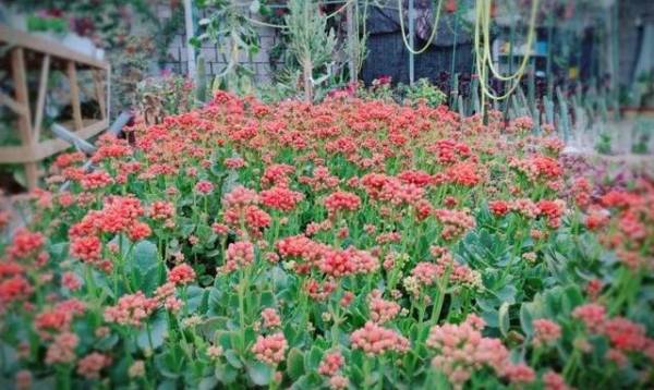 长寿花怎么养才开花_https://www.86362.com_花卉_第2张