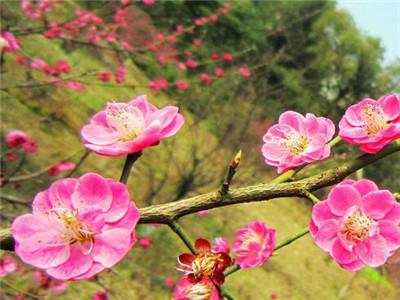 腊梅种子怎么种才能发芽_https://www.86362.com_花卉_第2张