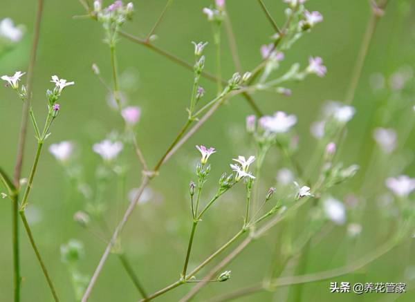 满天星什么时候开花_https://www.86362.com_花卉_第2张