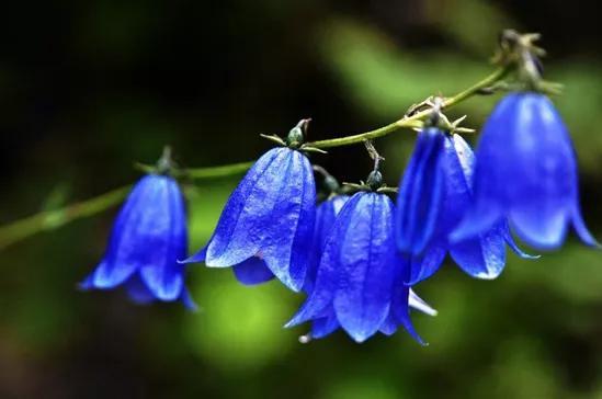 白色风铃花的花语是什么_https://www.86362.com_花卉_第4张