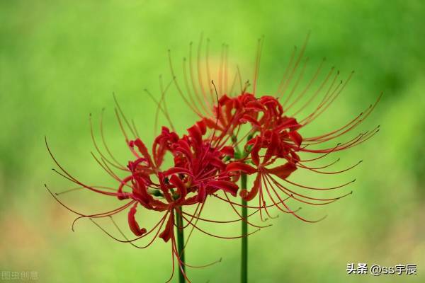 曼珠沙华的花期是什么时候_https://www.86362.com_花卉_第1张