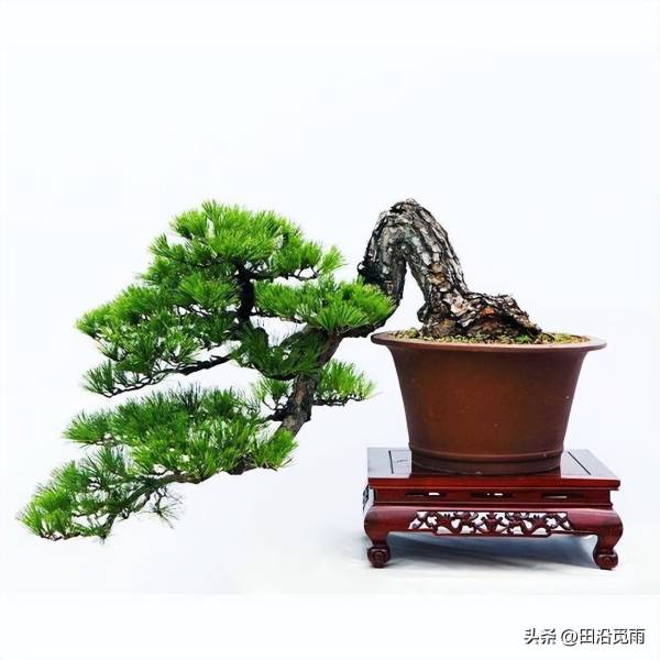 罗汉松盆景怎么养_https://www.86362.com_花卉_第2张