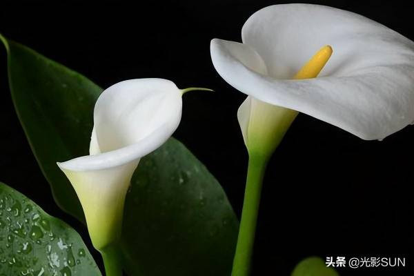 海芋花的花语是什么_https://www.86362.com_花语_第2张