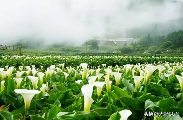 海芋花的花语是什么_https://www.86362.com_花语_第10张