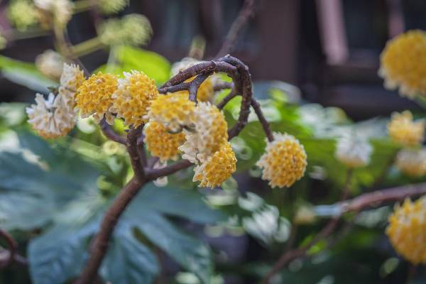 情人节送什么花好_https://www.86362.com_花卉_第3张