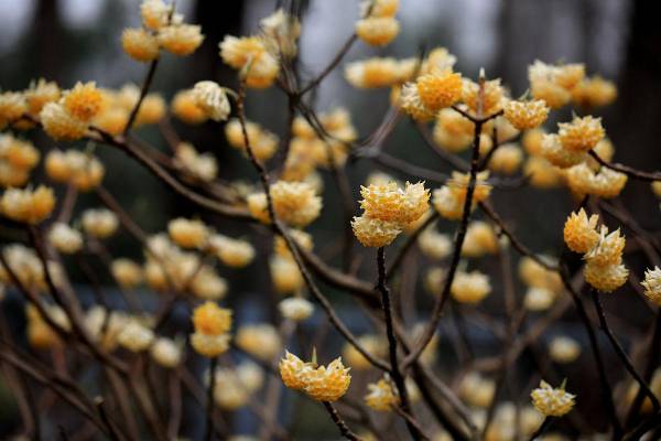 情人节送什么花好_https://www.86362.com_花卉_第4张