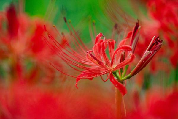 情人节送什么花好_https://www.86362.com_花卉_第5张