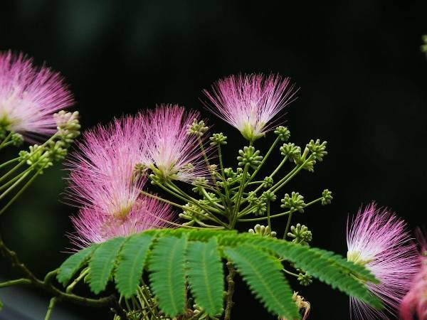 情人节送什么花好_https://www.86362.com_花卉_第8张