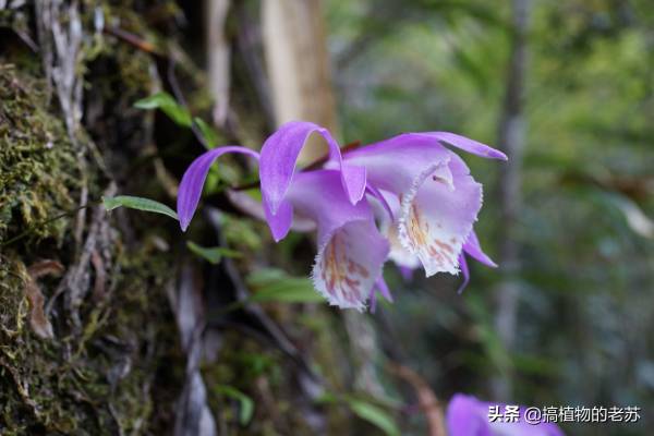 野生兰花有哪些品种_https://www.86362.com_花卉_第4张