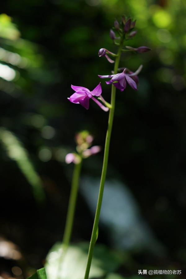 野生兰花有哪些品种_https://www.86362.com_花卉_第7张