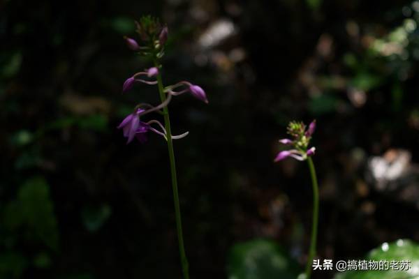 野生兰花有哪些品种_https://www.86362.com_花卉_第10张