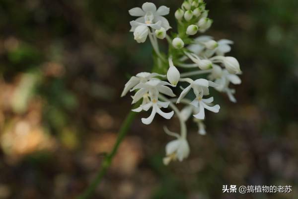 野生兰花有哪些品种_https://www.86362.com_花卉_第11张