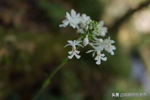 野生兰花有哪些品种_https://www.86362.com_花卉_第13张