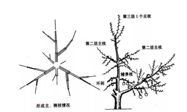 柿子树如何修剪最好_https://www.86362.com_花卉_第2张