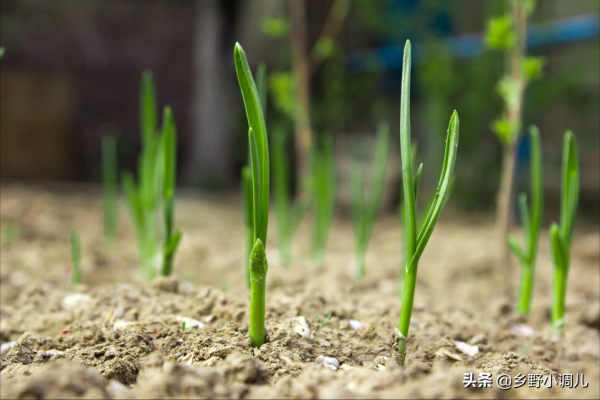 洋葱什么时候种植最好_https://www.86362.com_花卉_第4张