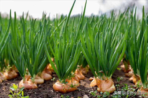 洋葱什么时候种植最好_https://www.86362.com_花卉_第6张