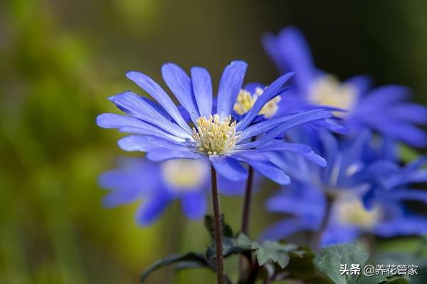 雏菊的花语是什么_https://www.86362.com_花语_第3张