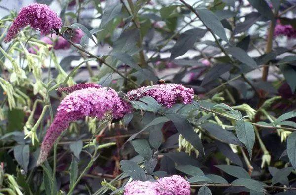 草本植物有哪些种类_https://www.86362.com_花卉_第8张