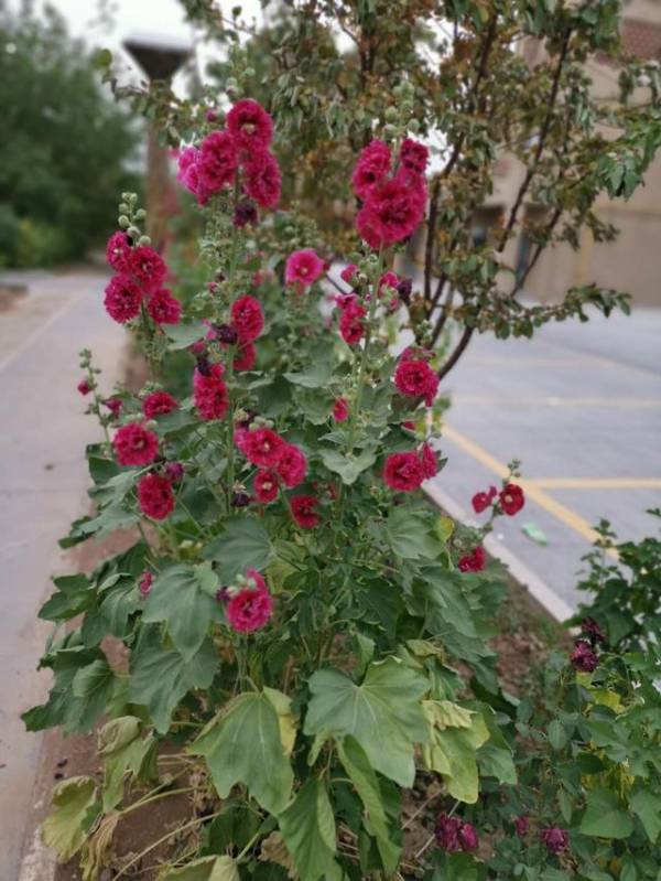 草本植物有哪些种类_https://www.86362.com_花卉_第11张